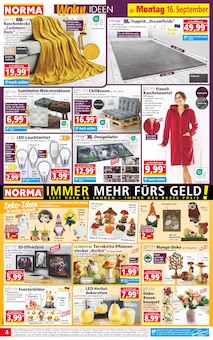 Teppich im Norma Prospekt "Mehr fürs Geld" mit 18 Seiten (Cottbus)