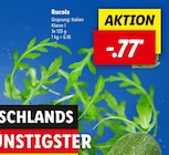 Rucola von  im aktuellen Lidl Prospekt für 0,77 €