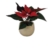 Mini Weihnachtsstern Angebote bei EDEKA Landshut für 2,49 €