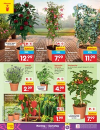 Pflanzen Angebot im aktuellen Netto Marken-Discount Prospekt auf Seite 10