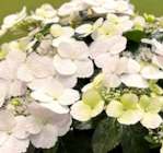 Girlandenhortensie »Runaway Bride« von  im aktuellen Pflanzen Kölle Prospekt für 19,99 €
