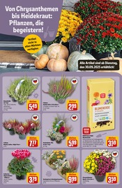 Aktueller REWE Prospekt mit Gartenerde, "Dein Markt", Seite 13