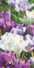 Promo CROCUS EN MÉLANGE ECLOZ à 2,00 € dans le catalogue Delbard à Aumale