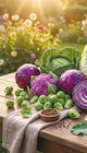 Blumenkohl lila im aktuellen Netto mit dem Scottie Prospekt