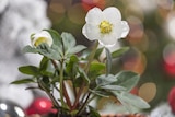 Labertaler Fachmarkt - HELLEBORUS NIGER T12 CHRISTROSE Angebot im Prospekt HELLEBORUS NIGER T12 CHRISTROSE bei Labertaler Fachmarkt im Prospekt "" für 5,99 €
