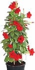 Dipladenie bei Dehner Garten-Center im Peißenberg Prospekt für 15,99 €
