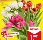 Aktuelles Tulpen Angebot bei Netto Marken-Discount in Jena ab 1,99 €