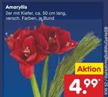Amaryllis im Angebot bei Netto Marken-Discount in Aurich Amaryllis Angebote bei Netto Marken-Discount Aurich für 4,99 €