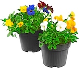 Aktuelles Hornveilchen Trio Angebot bei REWE in Jena ab 1,49 €