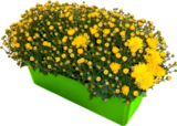 JARDINIÈRE DE POMPONETTE - SANS MARQUE en promo chez Auchan Hypermarché JARDINIÈRE DE POMPONETTE - SANS MARQUE dans le catalogue Auchan Hypermarché