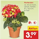 Aktuelles Hortensien Angebot bei Netto Marken-Discount in Mülheim (Ruhr) ab 3,99 €