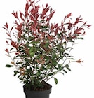 GLANZMISPEL ‘CARRÉ ROUGE’ Angebote bei Dehner Garten-Center Mönchengladbach für 24,99 €