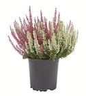 Aktuelles Heidekraut (Calluna vulgaris) Angebot bei Lidl in Hagen (Stadt der FernUniversität) ab 1,99 €