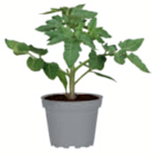 Tomaten 9-cm-Topf Angebote bei toom Baumarkt Neustadt für 1,29 €