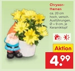 Chrysanthemen Angebote bei Netto Marken-Discount Hamburg für 4,99 €