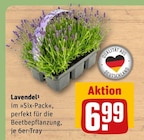 Aktuelles Lavendel Angebot bei REWE in Braunschweig ab 6,99 €