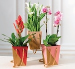 Plante fleurie - Hyper U à Arras Plante fleurie en promo chez Hyper U Arras à 8,99 €