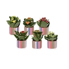 Mini plante fin d'école - Carrefour à Tours Mini plante fin d'école en promo chez Carrefour Tours à 2,99 €
