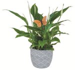 Blühpflanze in Keramik bei Lidl im Bous Prospekt für 3,99 €
