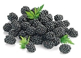 Brombeeren von REWE Beste Wahl im aktuellen REWE Prospekt für 1,99 €