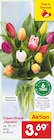 Aktuelle Tulpen Angebote bei Netto Marken-Discount in Ulm Aktuelles Tulpen-Strauß Harlekin Angebot bei Netto Marken-Discount in Ulm ab 3,69 €