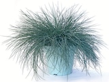 Silver Land Mix im Angebot bei Zimmermann in Laatzen Silver Land Mix Angebote bei Zimmermann Laatzen für 1,99 €