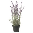 Topfpflanze, künstlich drinnen/draußen/Lavendel lila von FEJKA im aktuellen IKEA Prospekt für 7,99 €