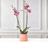 Orchidée 2 Tiges en promo chez U Express Orchidée 2 Tiges dans le catalogue U Express