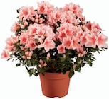 Azalée en promo chez Lidl Montreuil à 6,99 €