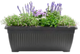 Aktuelles Blumenkasten "Terra" Angebot bei Sonderpreis Baumarkt in Göttingen ab 7,99 €