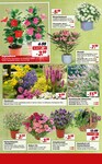 Blumen Blumen