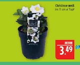 Christrose weiß im Angebot bei Marktkauf in Nürnberg Christrose weiß Angebote bei Marktkauf Nürnberg für 3,49 €
