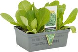 Gemüseschale Angebote bei Penny Hattingen für 1,99 €