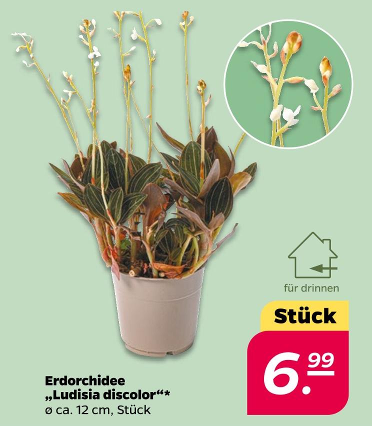 Erdorchidee Ludisia discolor