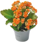 Kalanchoe im aktuellen Netto mit dem Scottie Prospekt