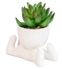 Succulente en promo chez B&M Succulente dans le catalogue B&M