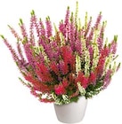 Blumen im Topf im Hellweg Prospekt zum Preis von 3,99 €
