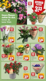 REWE Hortensie im Prospekt 