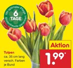 Aktuelles Tulpen Angebot bei Netto Marken-Discount in Mannheim ab 1,99 €