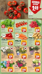 Pflanzen Angebot im aktuellen REWE Prospekt auf Seite 11