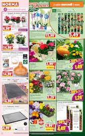 Orchidée Angebote im Prospekt "Votre Discounter Régional" von Norma auf Seite 4