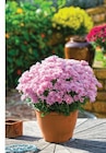 Margueritte d'automne - Super U Margueritte d'automne à 1,99 € dans le catalogue Super U