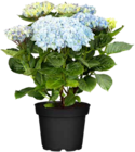 Aktuelles Gartenhortensie 'Magical' Angebot bei OBI in Aachen ab 27,99 €