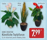 Calla Angebote von HOME CREATION bei ALDI Nord Potsdam für 7,99 €