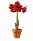 Amaryllis en pot terracotta en promo chez Lidl Rennes à 3,99 €