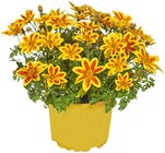 Aktuelle Pfanne Angebote bei REWE in Frankfurt (Main) Aktuelles Zweizahn Angebot bei REWE in Frankfurt (Main) ab 1,99 €