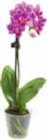 Mini Orchideen im aktuellen Netto Marken-Discount Prospekt