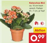 Kalanchoe Mini Angebote bei Netto Marken-Discount Pinneberg für 0,99 €