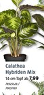 Calathea Hybriden Mix Angebote bei BAUHAUS Niederkassel für 7,99 €