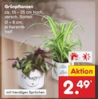 Aktuelles Grünpflanzen Angebot bei Netto Marken-Discount in Bielefeld ab 2,49 €